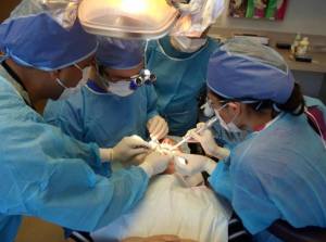 live surgery training at AAID Maxicourse